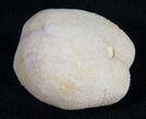 Cretaceous Mecaster Fossil Urchin - Morocco #10621-1